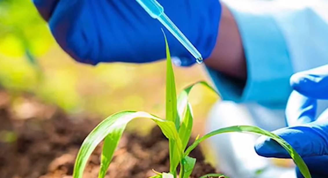 Bioinsumos: a aposta sustentável para aumentar a produtividade agrícola