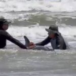Golfinho em apuros: Animal encalhado é resgatado na Praia do Mangue Seco, Ceará
