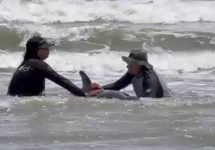 Golfinho em apuros: Animal encalhado é resgatado na Praia do Mangue Seco, Ceará