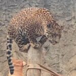 Aniversário de 1 ano da Oncinha Atenas é celebrado com bolo de frutas e presentes em parque de São Carlos