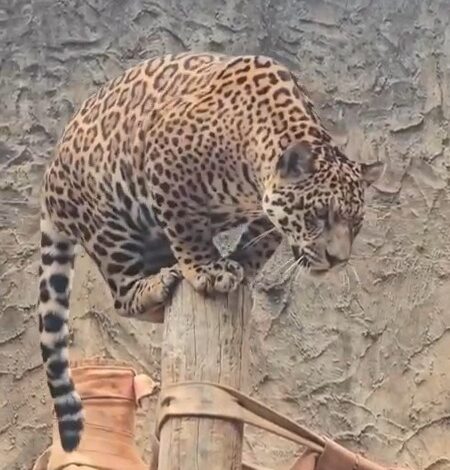 Aniversário de 1 ano da Oncinha Atenas é celebrado com bolo de frutas e presentes em parque de São Carlos