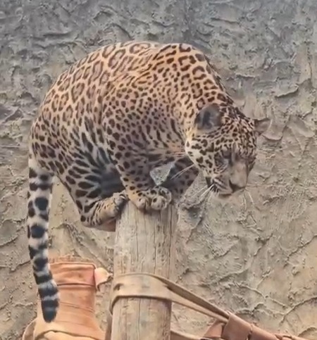 Aniversário de 1 ano da Oncinha Atenas é celebrado com bolo de frutas e presentes em parque de São Carlos