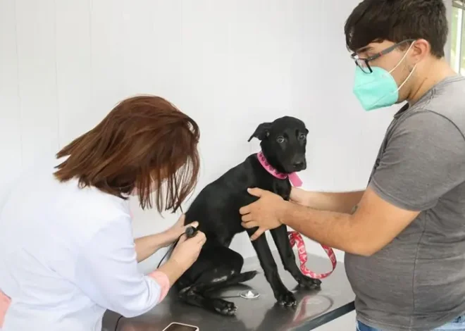 VetMóvel de graça em Fortaleza até o final de março