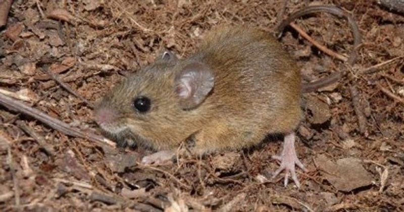 Cientistas em alerta: os riscos da cepa Andes do hantavírus explicado